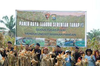 Komandan Satuan Brimob Polda Sumut, Kombes Pol. Rantau Isnur Eka, S.I.K., M.M., M.H., M.Han., bersama para personel Brimob membantu petani memanen hasil bumi.
