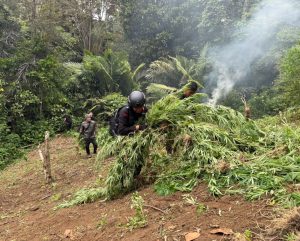 Personel Brimob melakukan pemusnahan ribuan batang tanaman ganja dengan cara pembakaran di tempat.