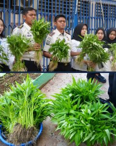 Rumah Tahanan Negara Kelas IIB Pangkalan Brandan panen perdana tanaman kangkung pascabanjir.