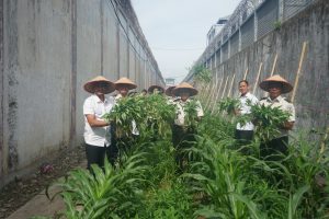 Lembaga Pemasyarakatan (Lapas) Kelas I Medan, Panen Program Ketahanan Pangan.