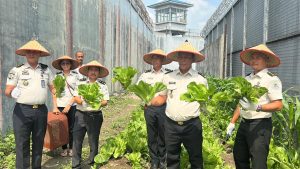 Program pembinaan kemandirian bagi Warga Binaan Pemasyarakatan (WBP) melalui panen raya sayur sawi pahit sebanyak 300 kilogram.