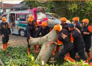 Satuan Brimob Polda Sumatera Utara, melakukan pemotongan dan pembersihan batang serta ranting pohon yang menutupi akses jalan.