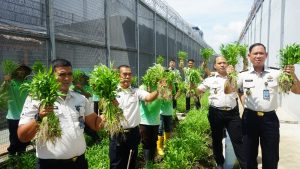 Lembaga Pemasyarakatan (Lapas) Kelas I Medan menghasilkan program ketahanan pangan 20 ikat kangkung dan 3 kilogram terong.